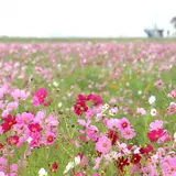 上戸川のコスモス畑
