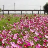 与田浦コスモスまつり