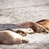 シール・ベイ保護公園