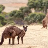 フリンダーズ・チェイス国立公園