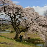 芳水の桜