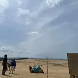 らっきょう畑