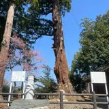 安良川の爺杉