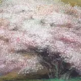 金剛桜