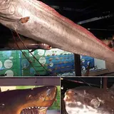 海とくらしの史料館