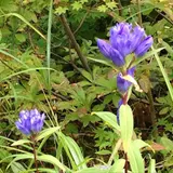 チャツボミゴケ公園