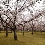 さくらの森公園