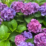 もりやま芦刈園