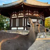 興福寺 北円堂