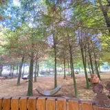 Bald Pine Forest