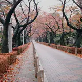 青山墓地