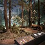 埼玉県立自然の博物館