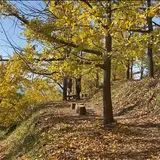 垂水千本イチョウ園