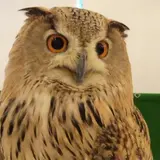 フクロウのみせ 大阪店