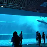 ジェノヴァ水族館