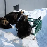 のぼりべつクマ牧場