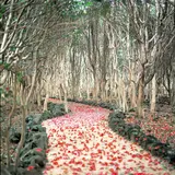 笠山椿群生林／つばき