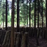 中尾さんちの原木椎茸ホダ場