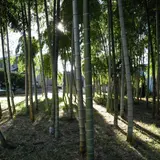 竹林があったりする