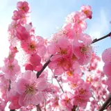 安八百梅園