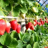 かつらぎ町観光農園