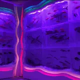 氷の水族館