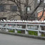 何故ココにカモメの集団が?