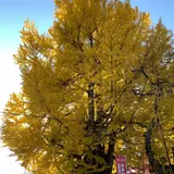 熊野神社の大イチョウ