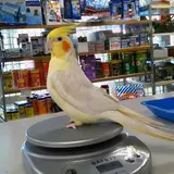 DokenPet