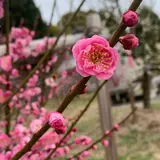広田梅林ふれあい公園