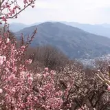 宝登山梅百花園
