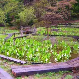 荒川日野