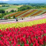 四季彩の丘