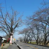 木曽川笠松渡船場跡・石畳