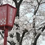 墨俣桜まつり