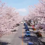 桜並木