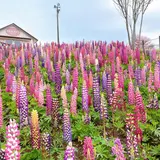 鹿沼市花木センター