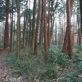 千葉県立船橋県民の森