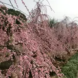 昇竜しだれ梅園