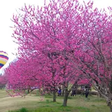 笛吹市役所 花鳥の里スポーツ広場