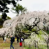 近衛邸跡の枝垂れ桜