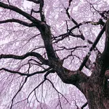 本満寺