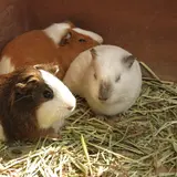 小鳥と小動物の森（アルプス公園内）
