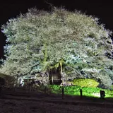 醍醐桜