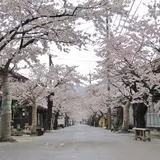 がいせん桜通り