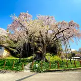 延命地蔵尊・紅枝下地蔵桜