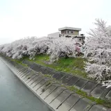 墨俣桜堤防