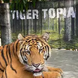 Tiger Topia Sriracha Zoo ไทเกอร์โทเปีย