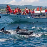 イルカウォッチング