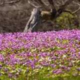 八津・鎌足のカタクリの群生地